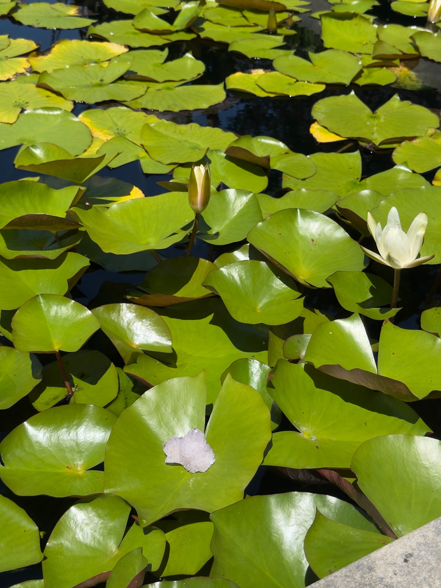 African Spirit Quartz Cluster · Harmony & Light